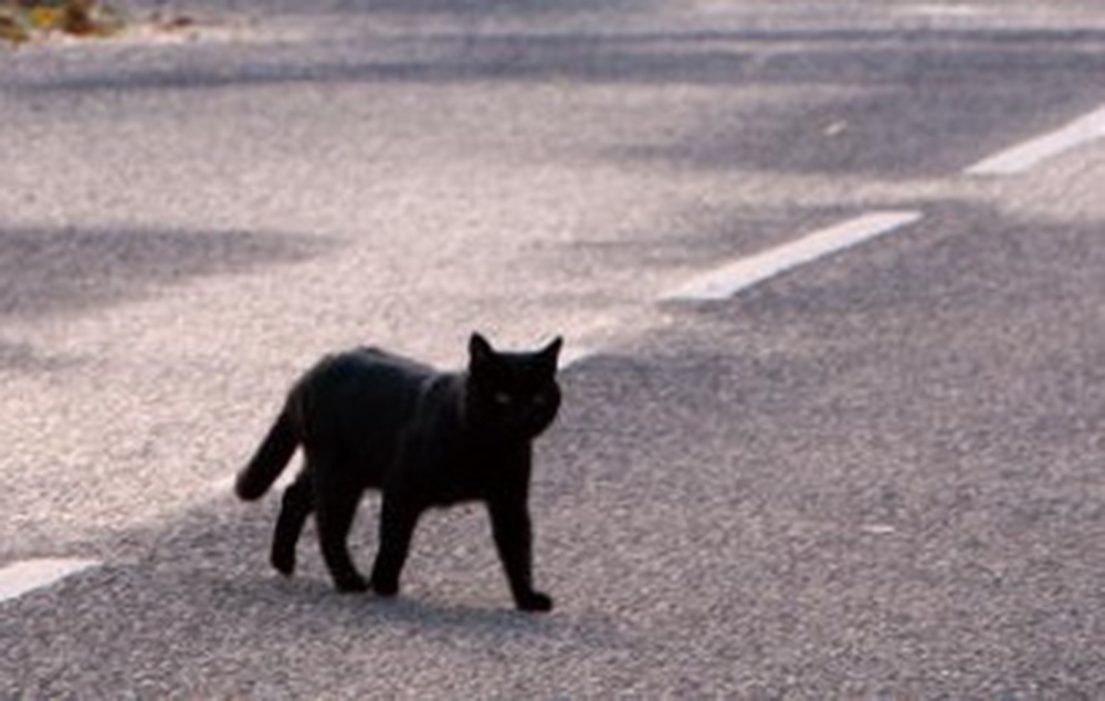 Black Cat Tragically Crosses Path of Chevy&nbsp;Silverado